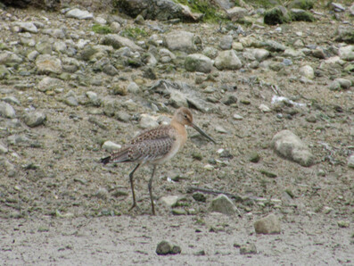 Thumbnail of Black Tailed Godwit